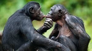 Résultat de recherche d'images pour "bonobos"